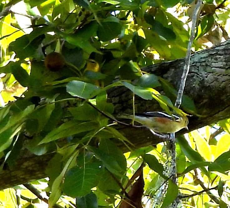 Bay-breasted Warbler - ML610600820