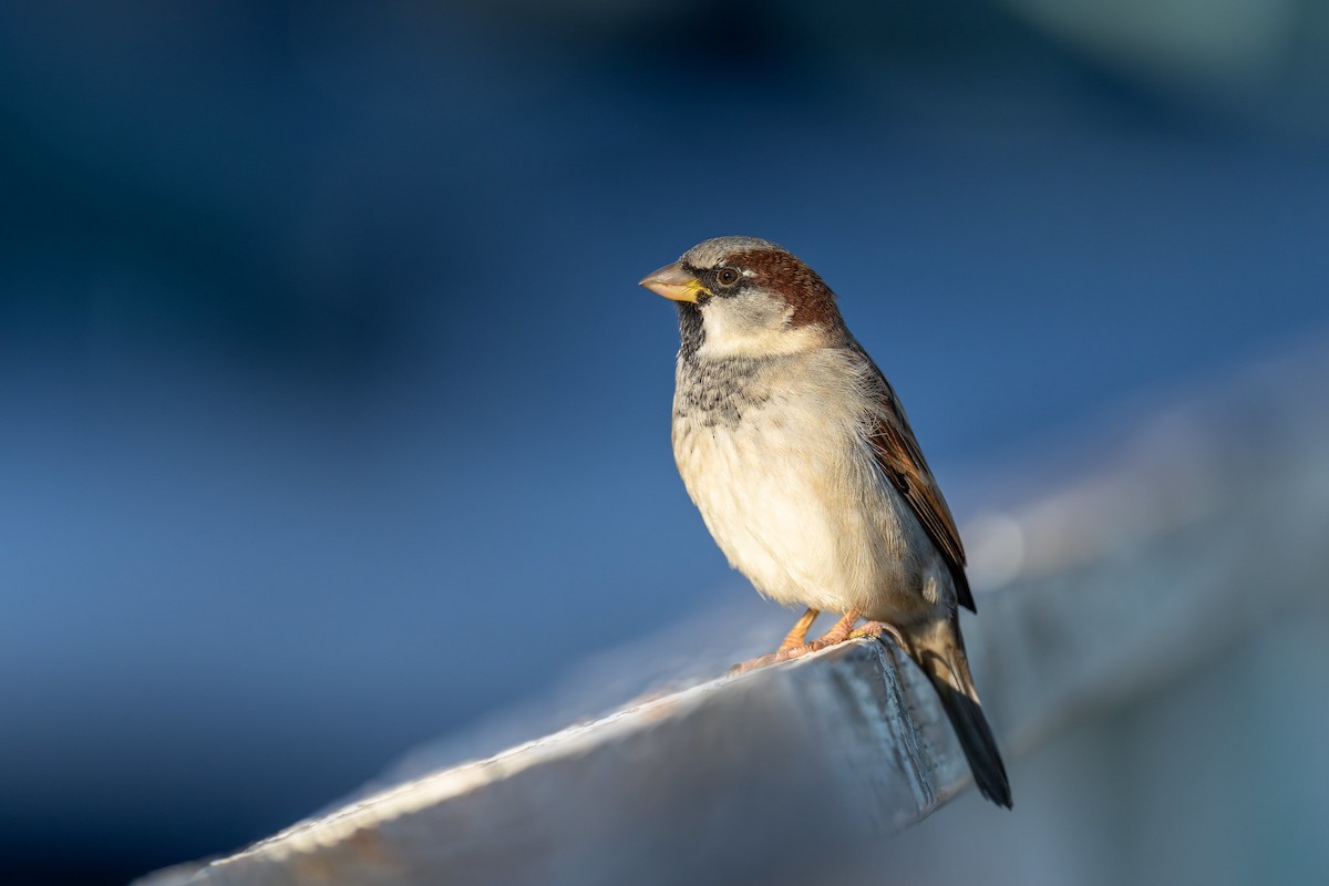 House Sparrow - ML610600828