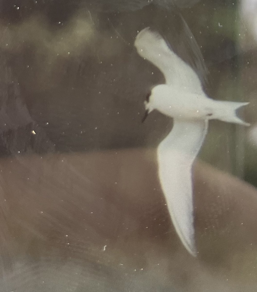 Arctic Tern - ML610600878