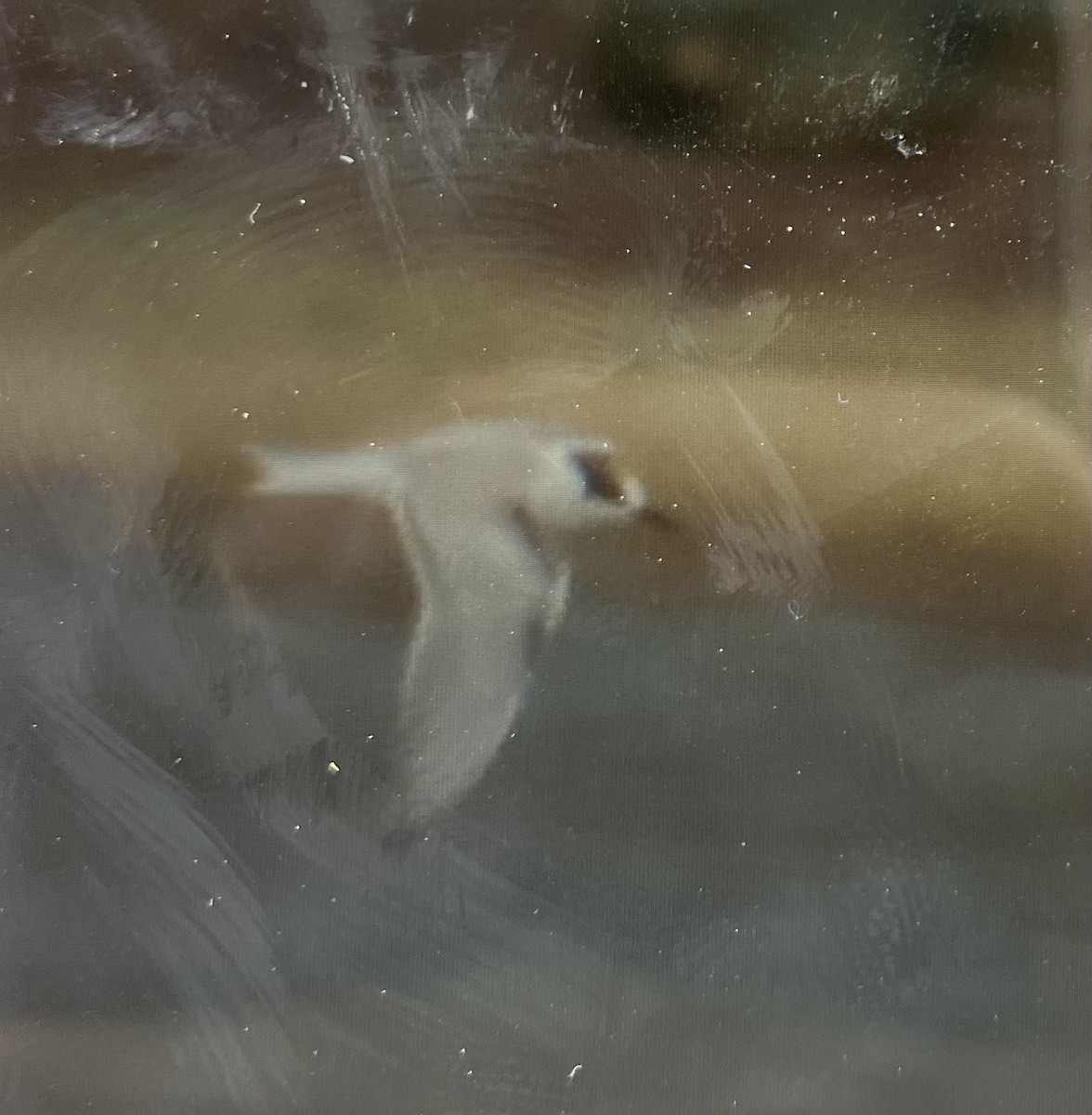 Arctic Tern - ML610600879