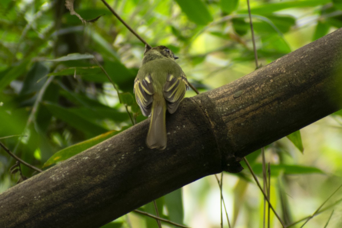 Sepia-capped Flycatcher - Agustín Casale