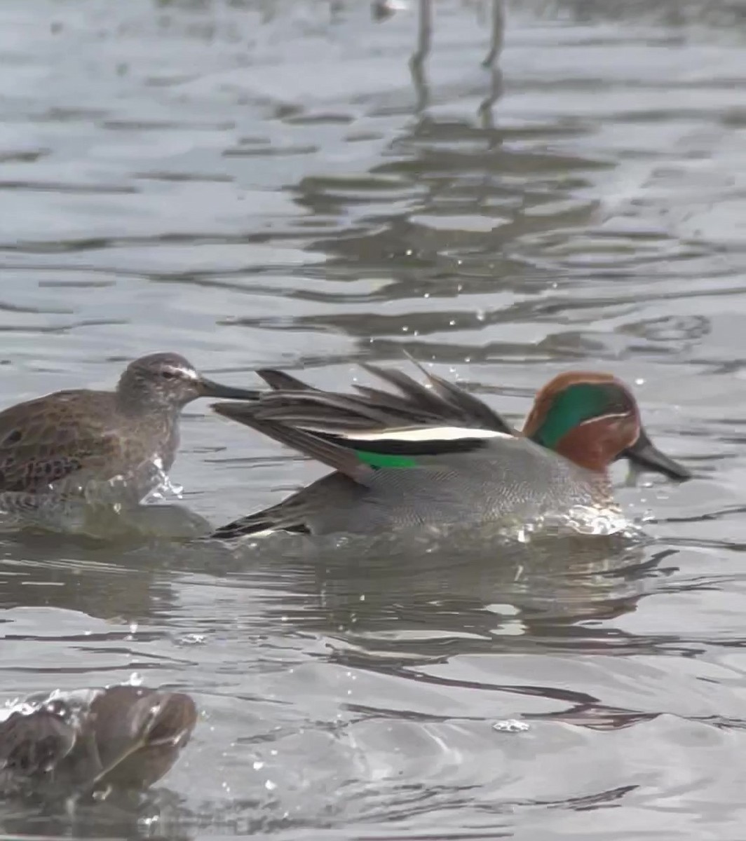 Green-winged Teal (Eurasian) - ML610601004