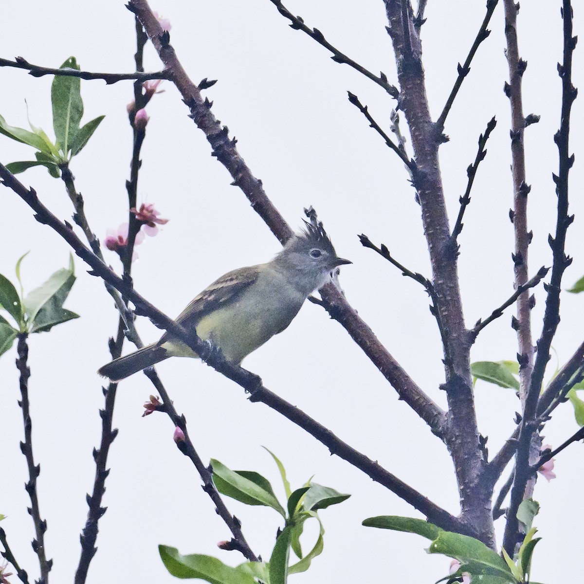 Yellow-bellied Elaenia - Soheil Zendeh