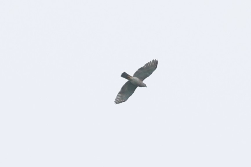 Gray-headed Goshawk - ML610601034