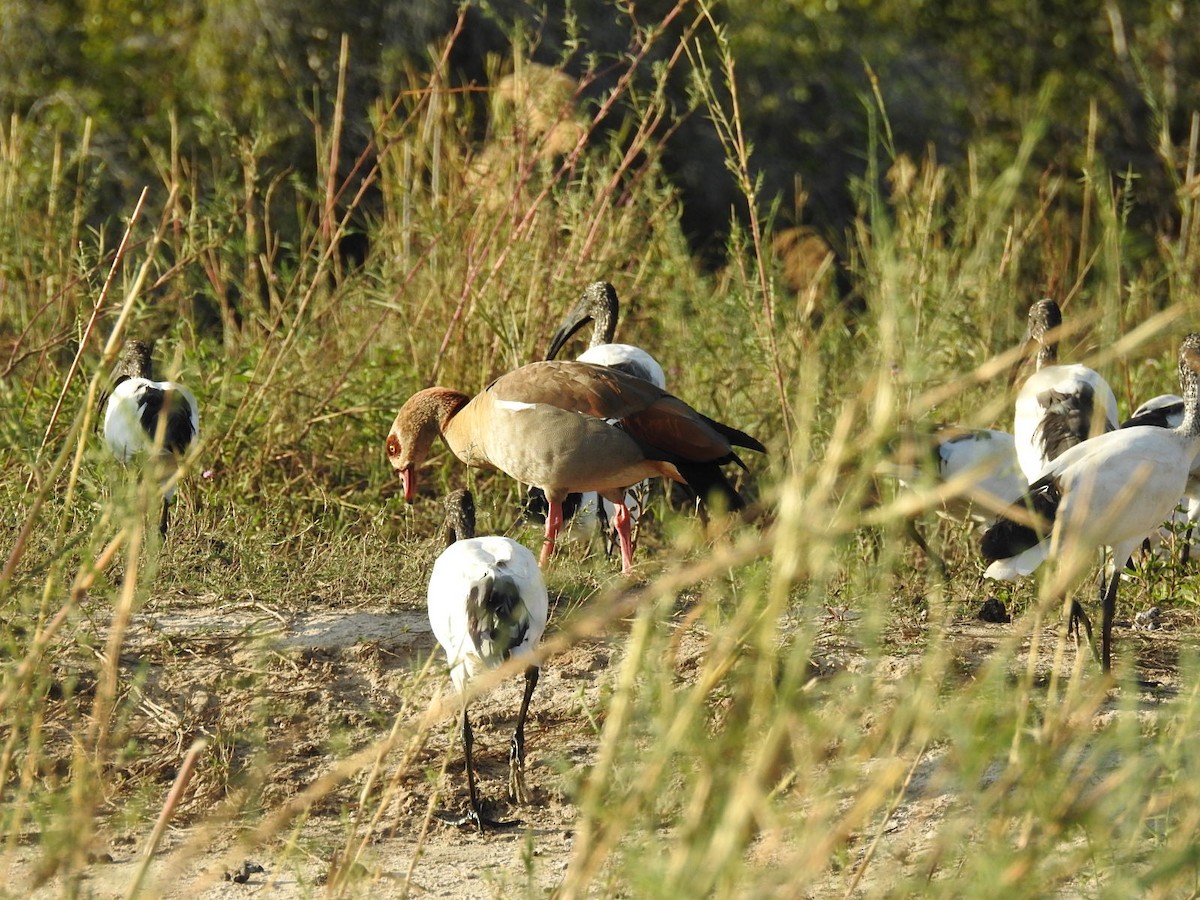 African Sacred Ibis - ML610601102