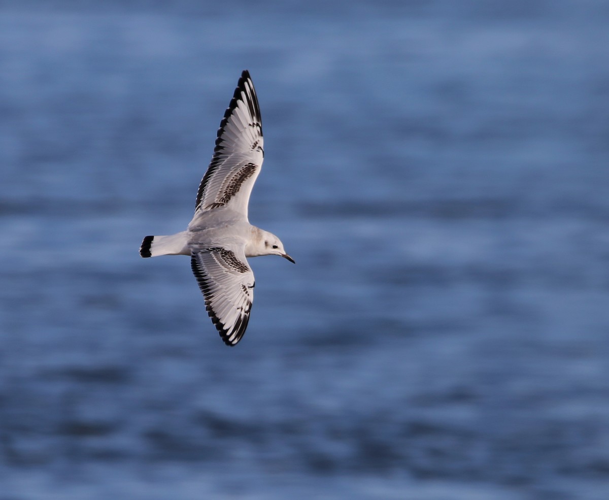 Bonaparte's Gull - ML610601112