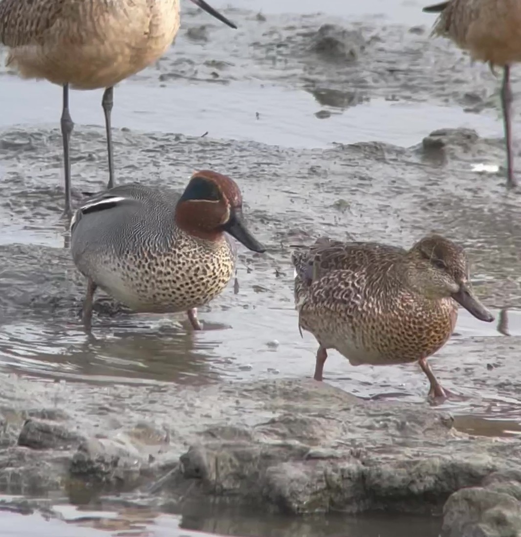 Green-winged Teal (Eurasian) - ML610601114