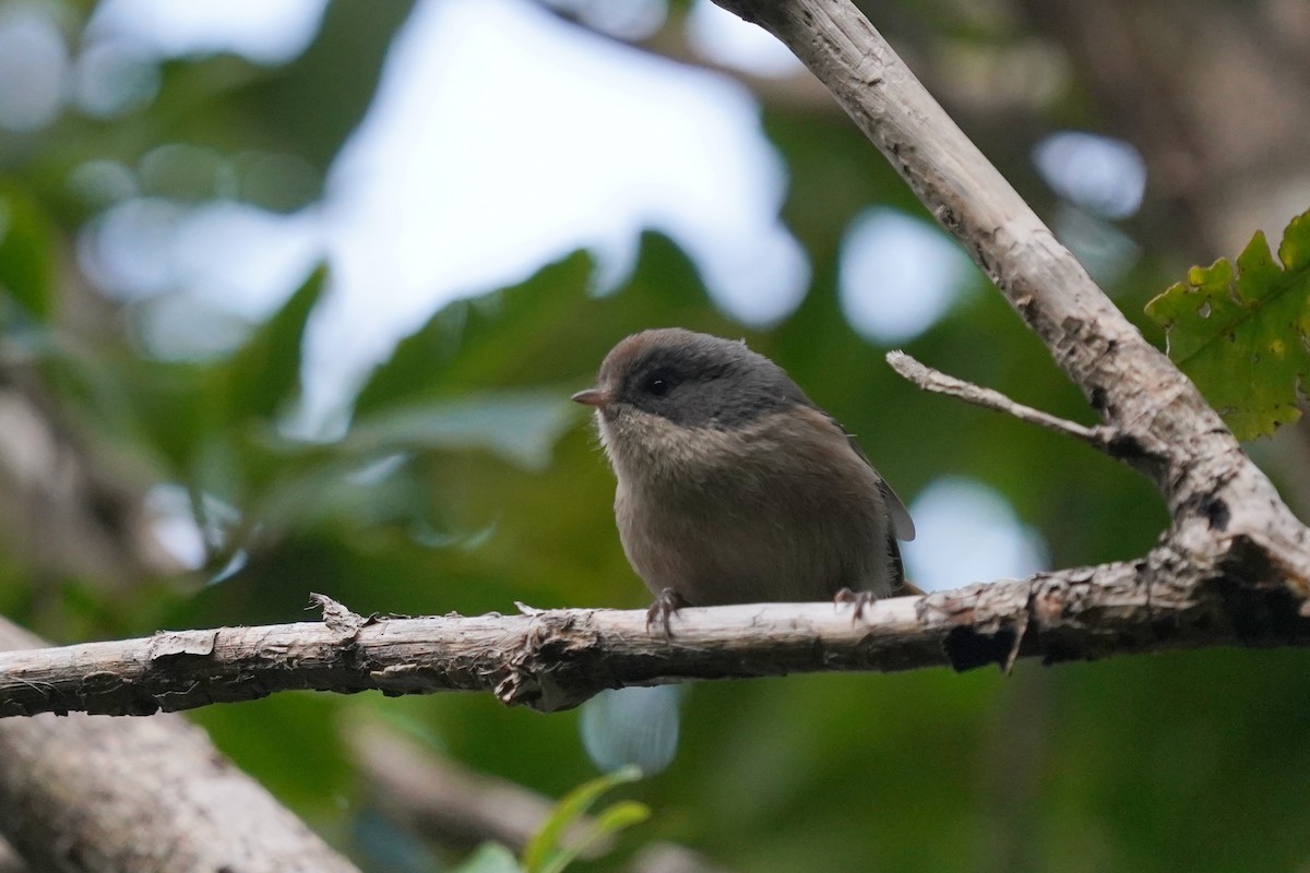 Pipipi - ML610601147