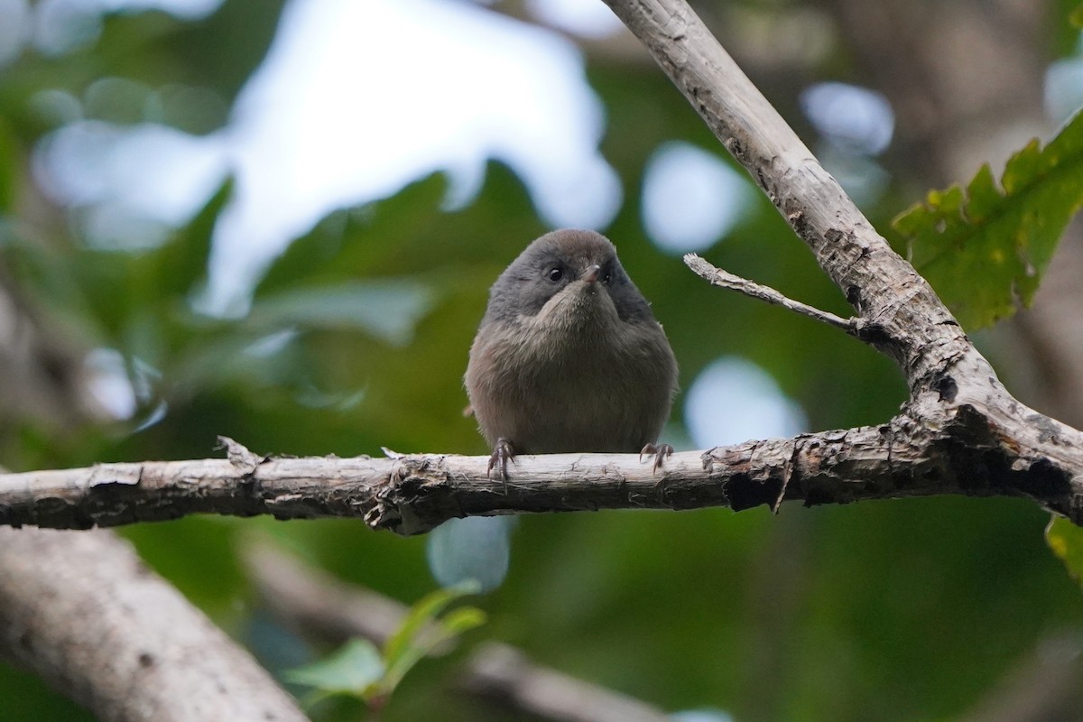 Pipipi - ML610601148
