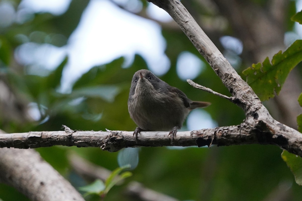 Pipipi - ML610601151