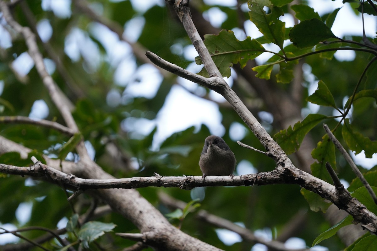 Pipipi - ML610601152