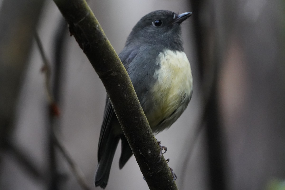 South Island Robin - ML610601157