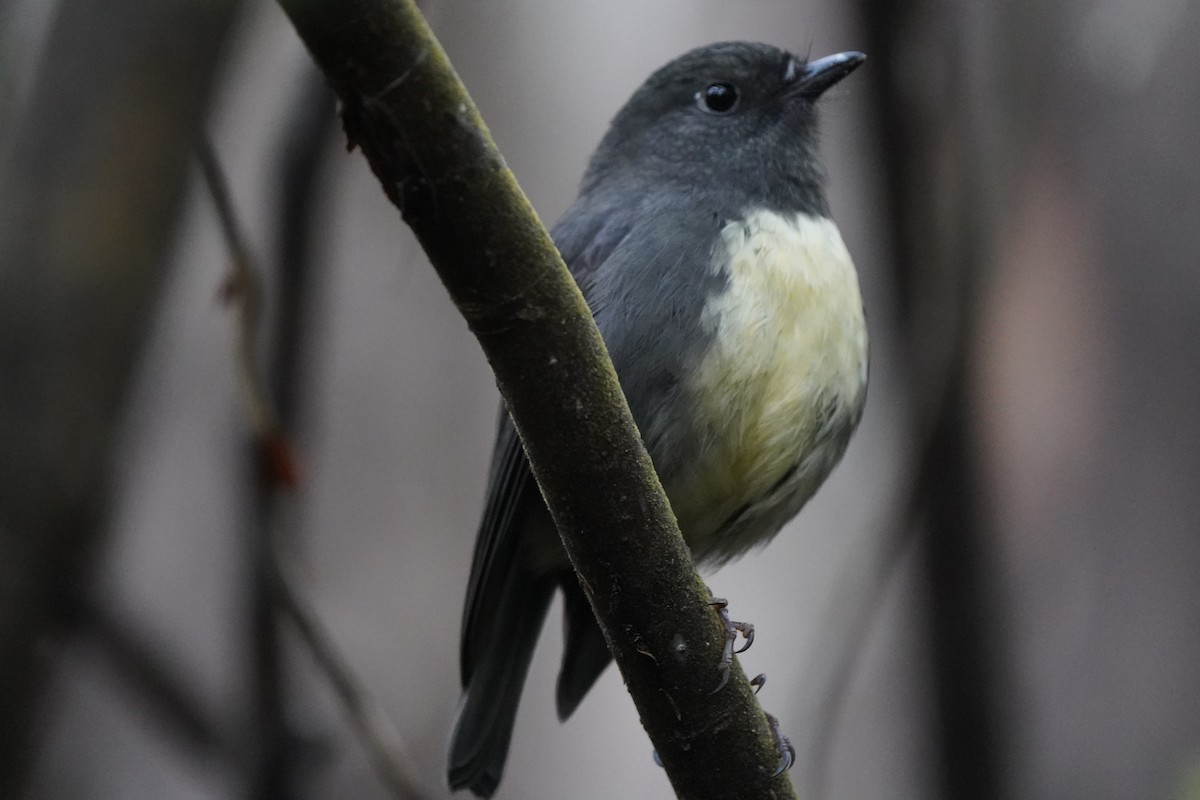 South Island Robin - ML610601158