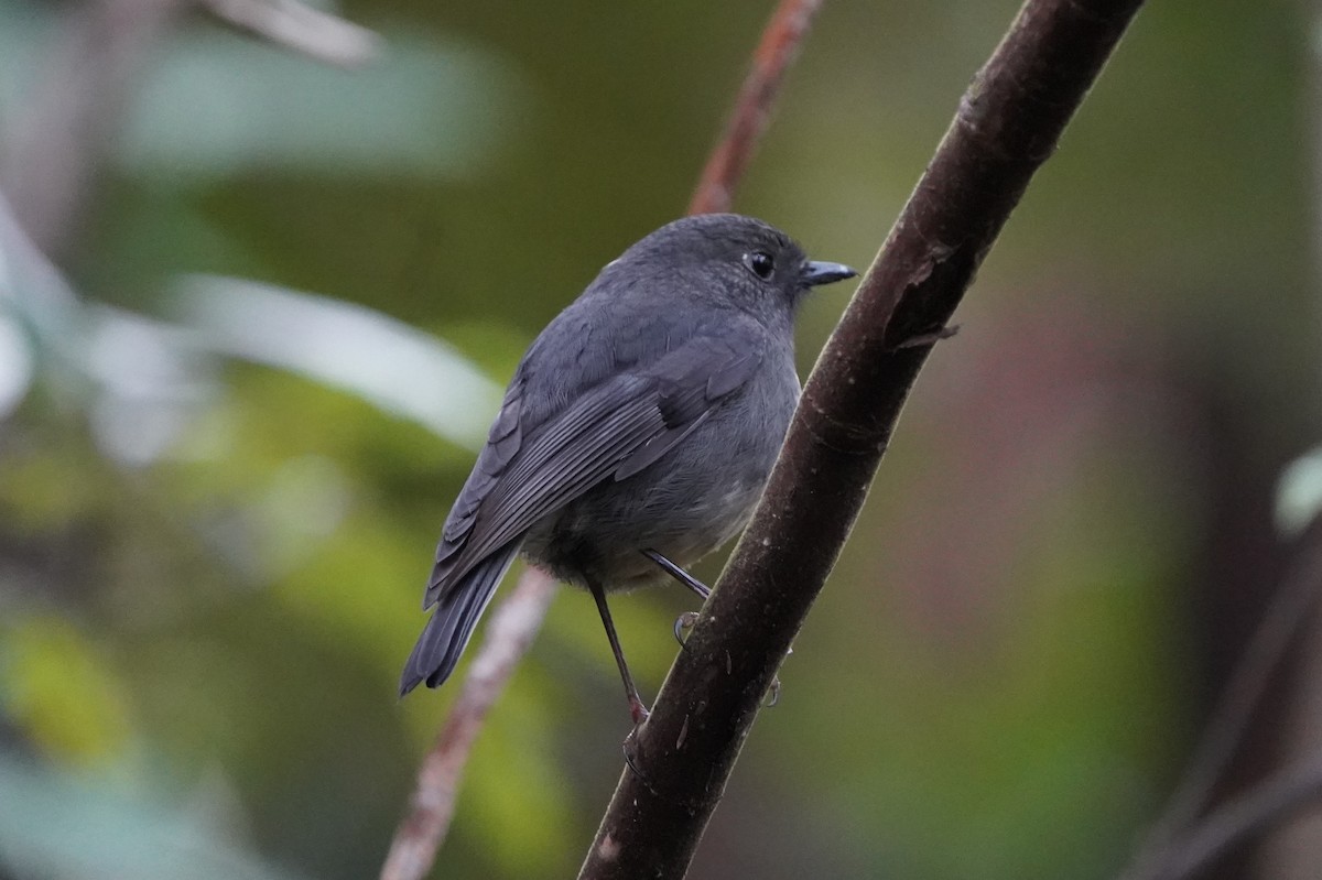 South Island Robin - ML610601159