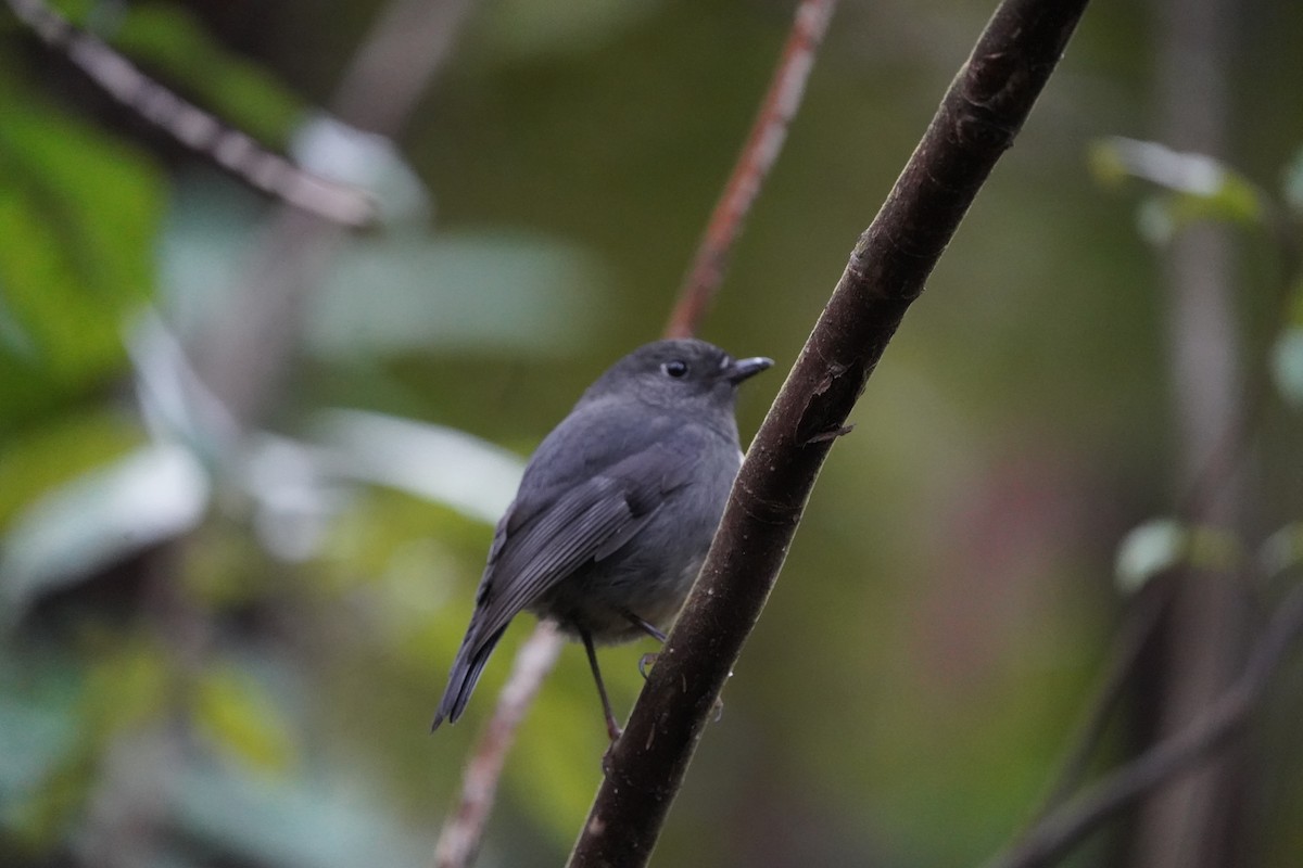 South Island Robin - ML610601160