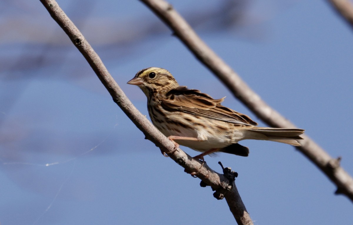 Savannah Sparrow (Savannah) - Bert Fisher