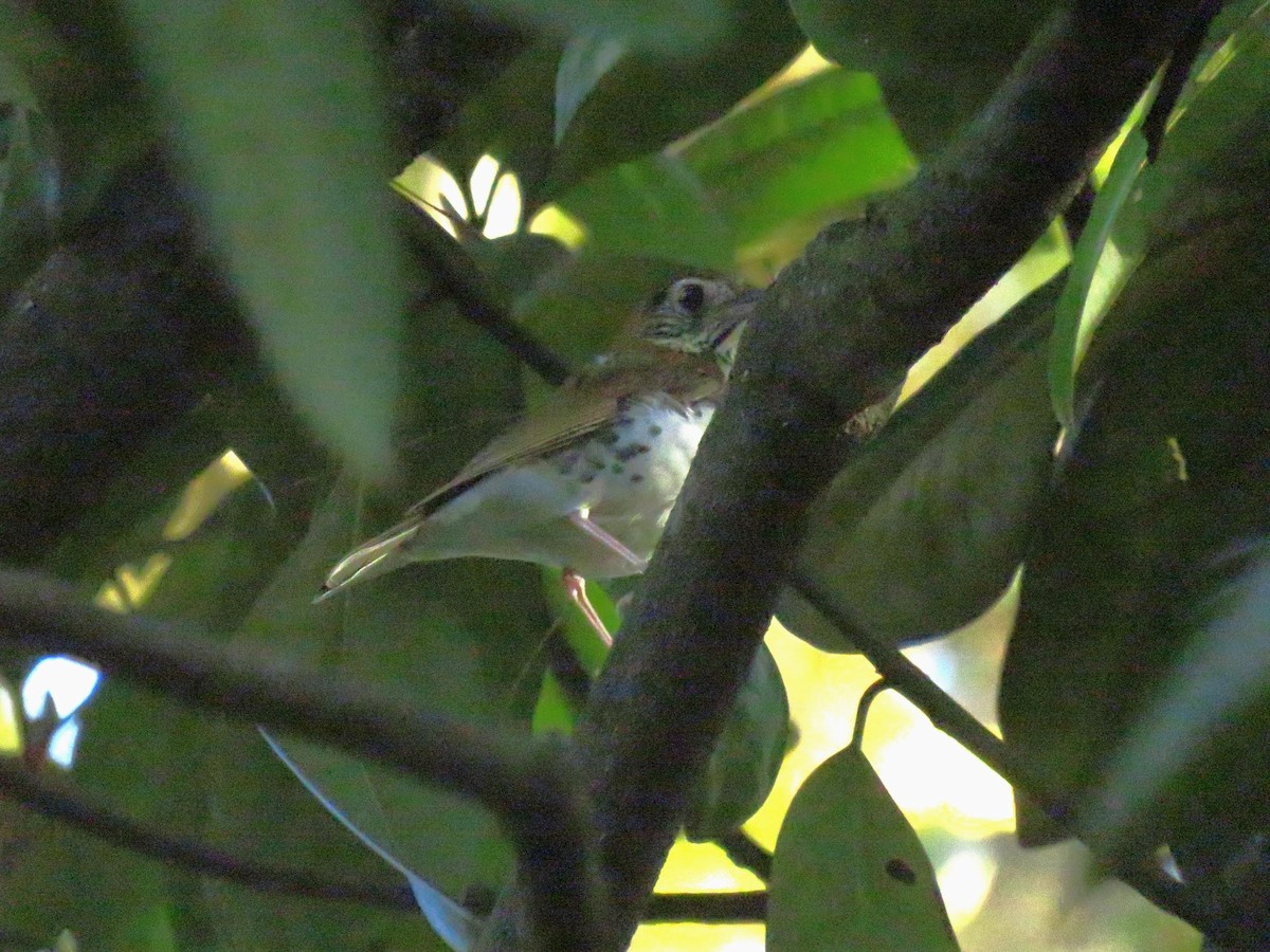 Wood Thrush - ML610601287