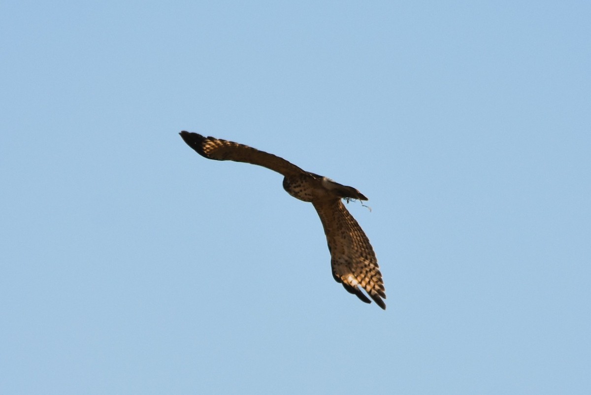 Red-shouldered Hawk - Mark Greene