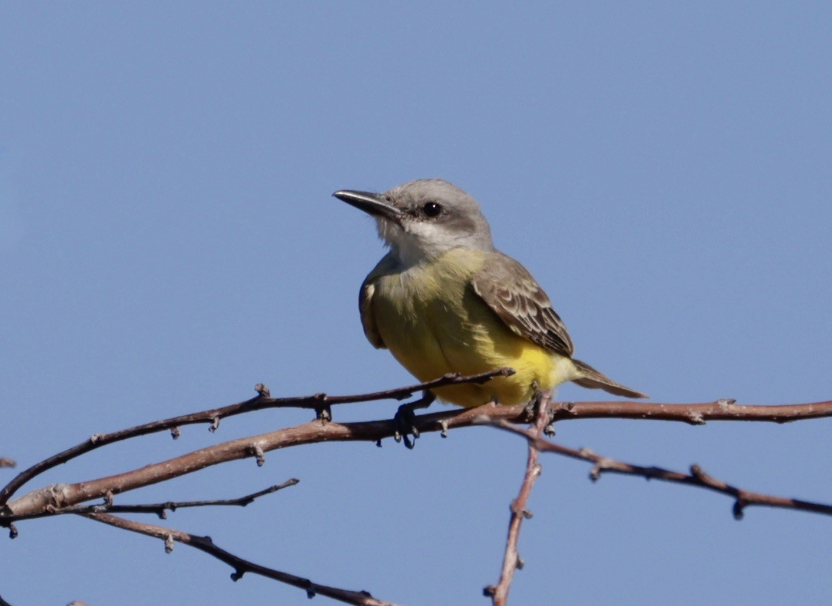 Tropical Kingbird - Bert Fisher