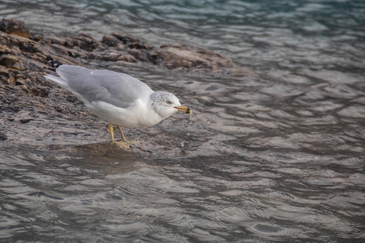 Ring-billed Gull - ML610601360