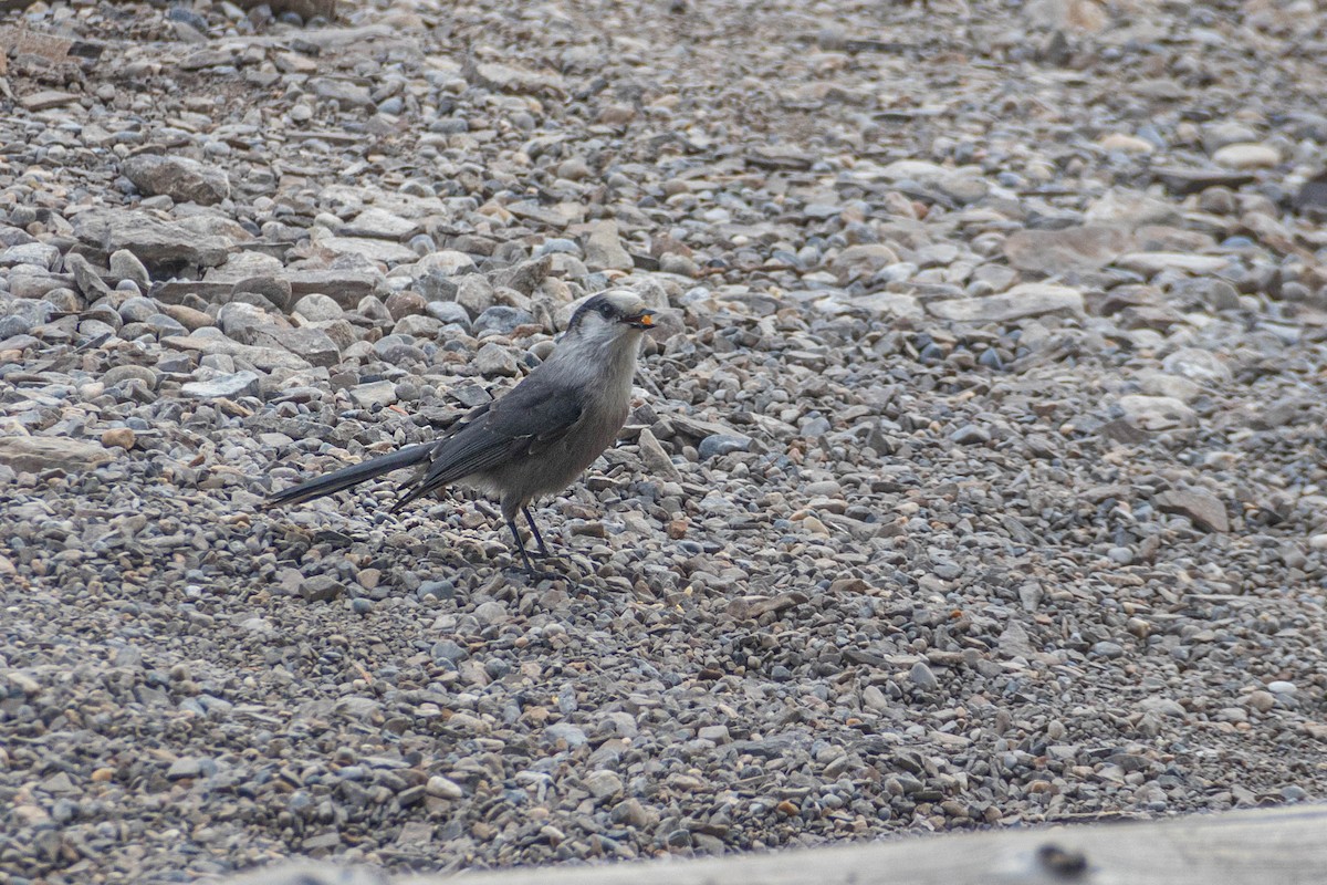 Canada Jay - ML610601384