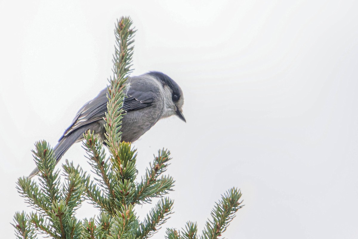 Canada Jay - ML610601385