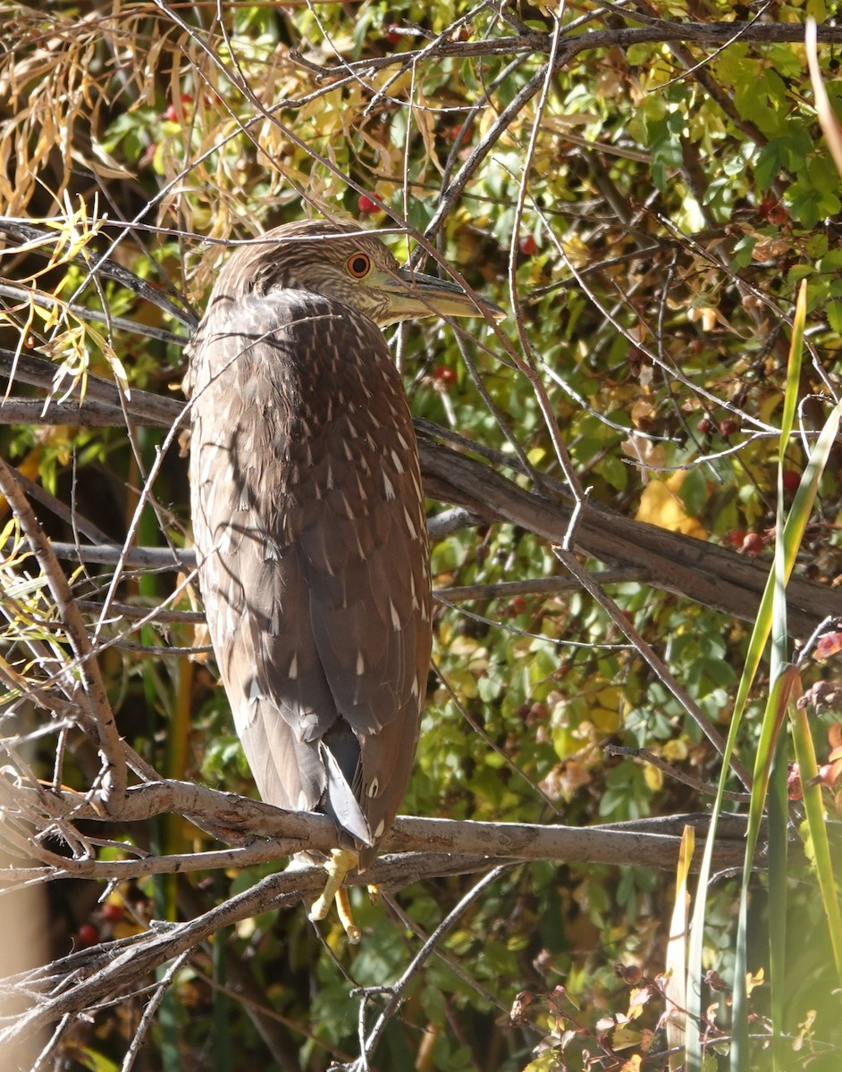 Black-crowned Night Heron - ML610601397