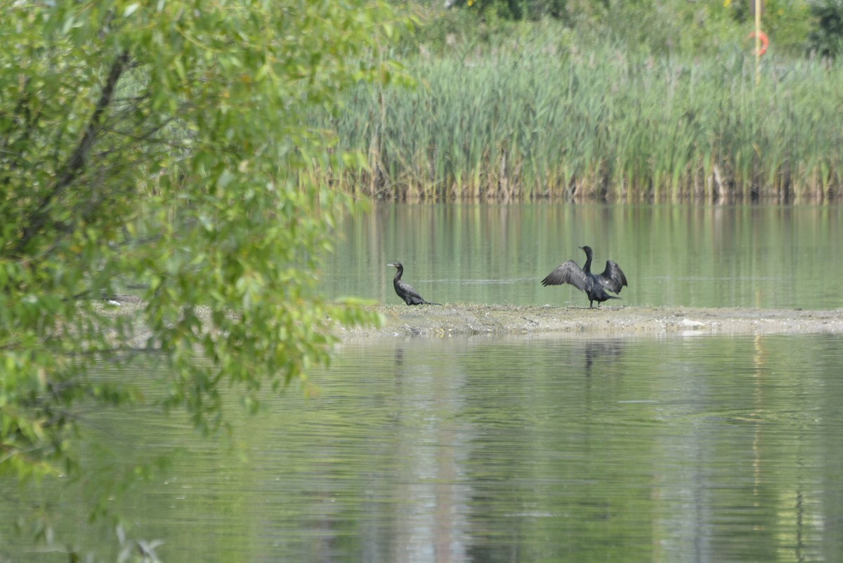 Neotropic Cormorant - Geoff Carpentier