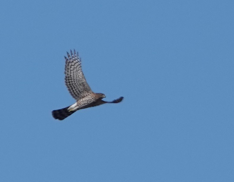 Cooper's Hawk - ML610601409