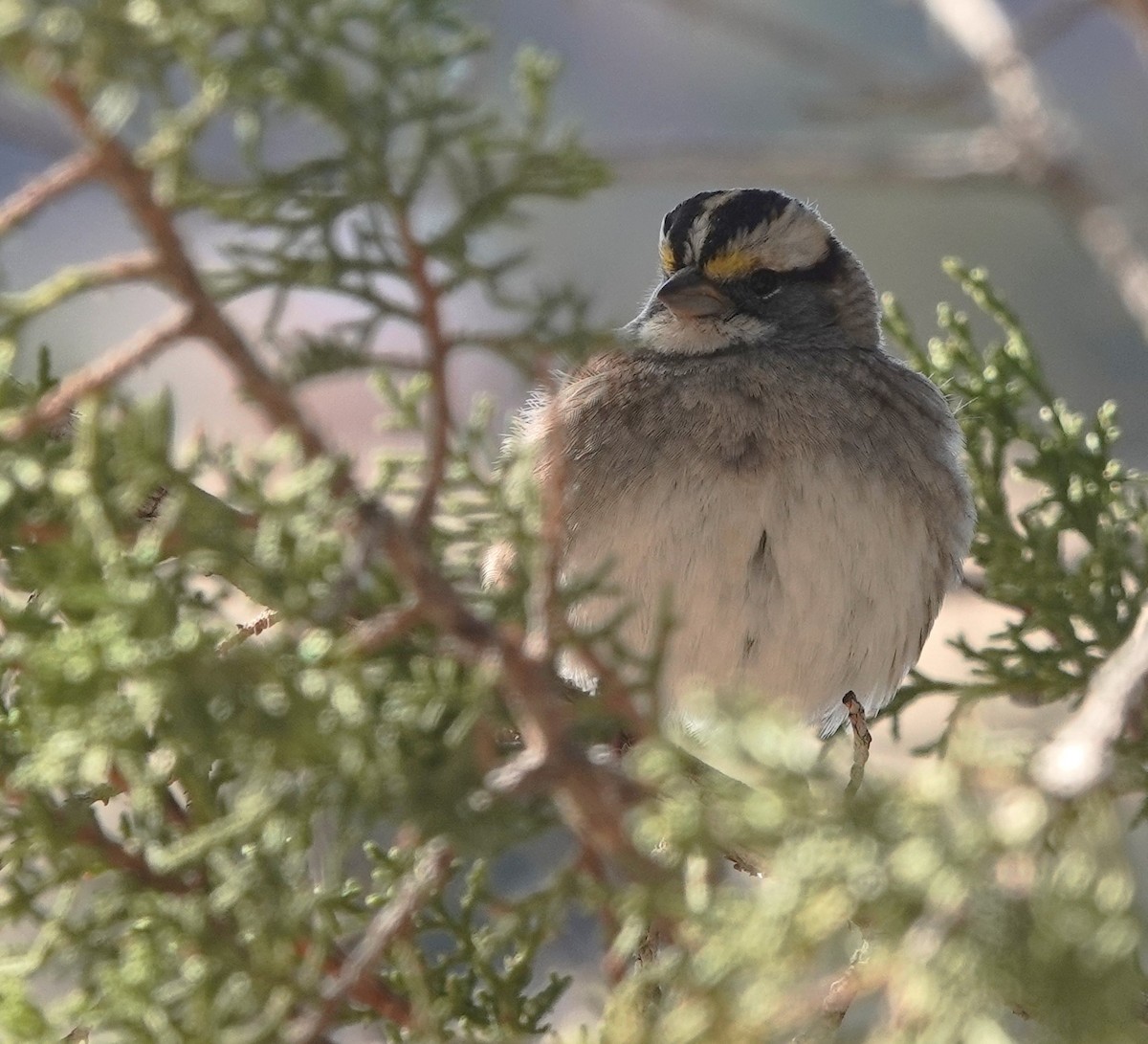 White-throated Sparrow - ML610601429
