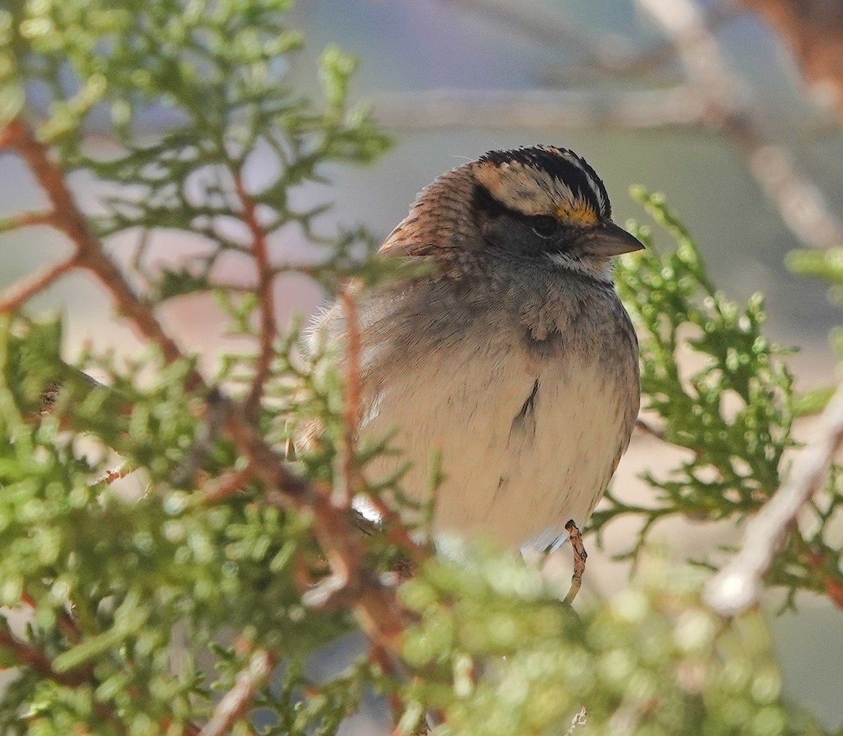 White-throated Sparrow - ML610601442
