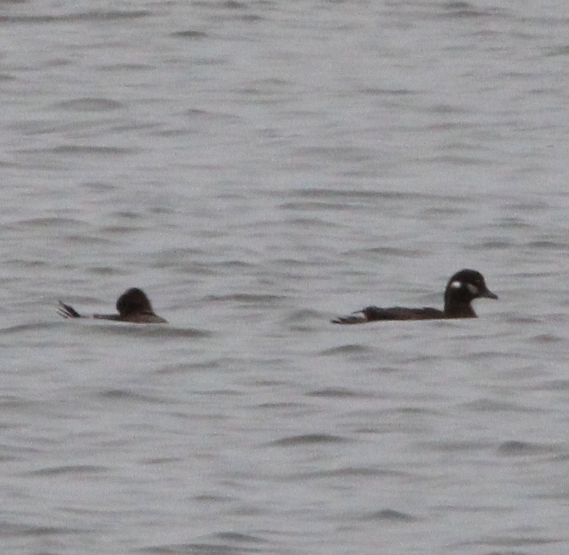 Harlequin Duck - ML610601469