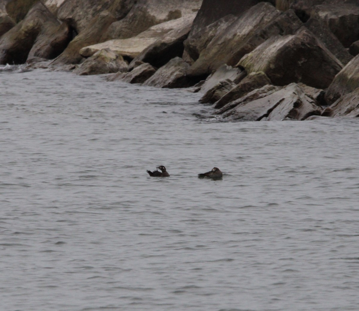 Harlequin Duck - Candace Evans