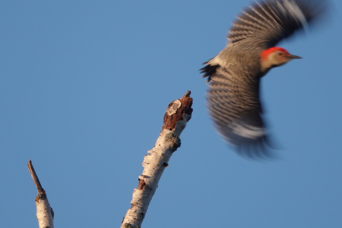 Red-bellied Woodpecker - ML610601542