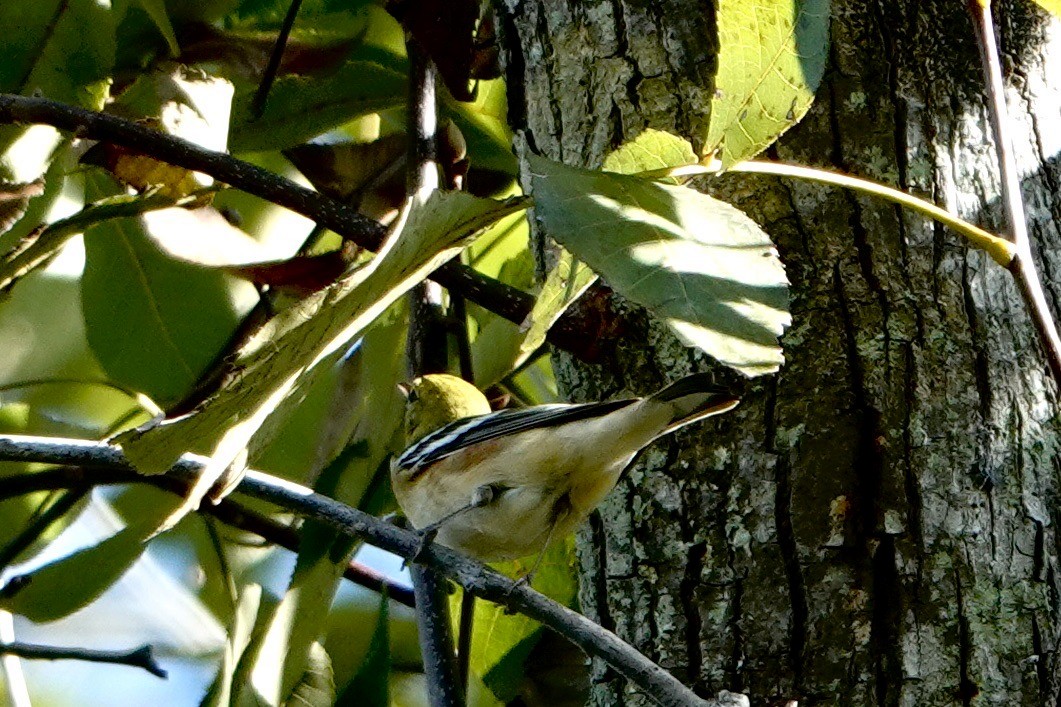 Bay-breasted Warbler - ML610601594