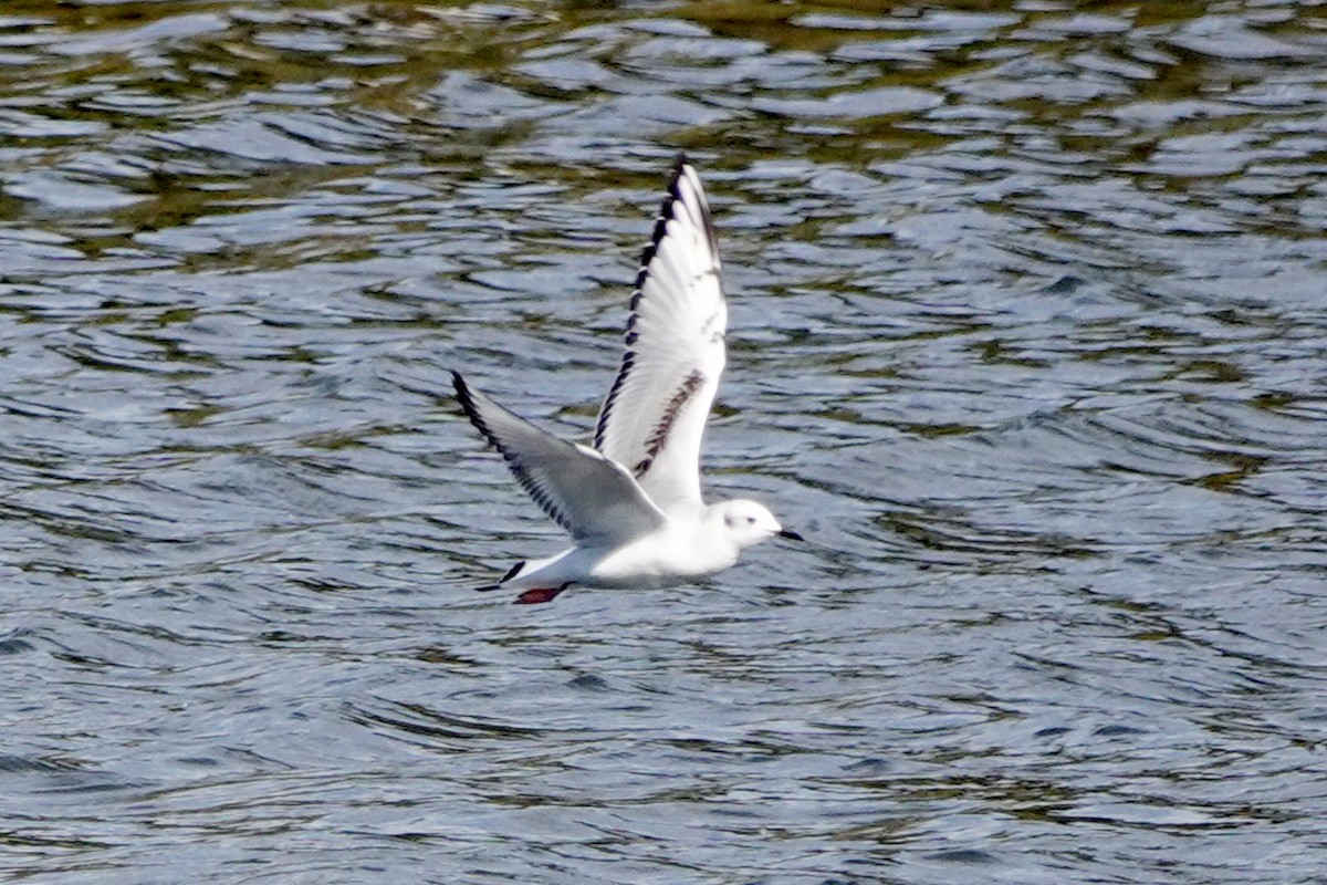 Bonaparte's Gull - ML610601732