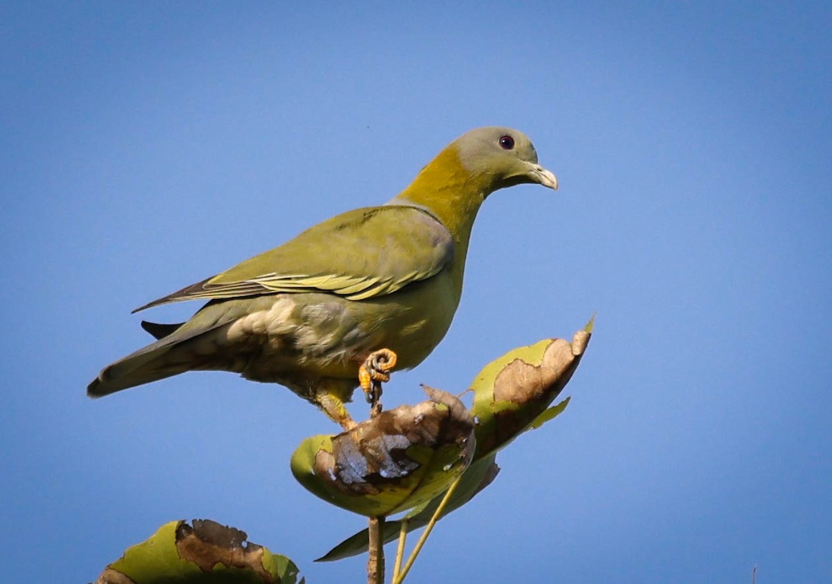 Yellow-footed Green-Pigeon - ML610601750