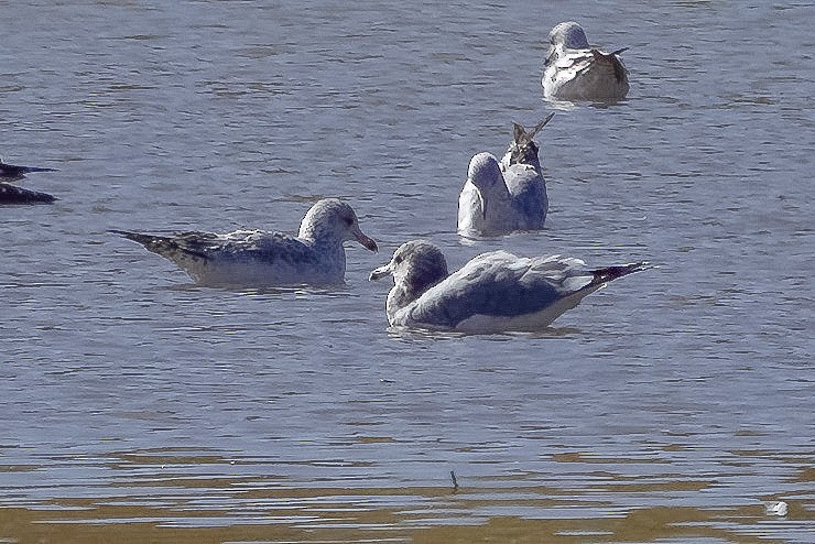 California Gull - ML610601817