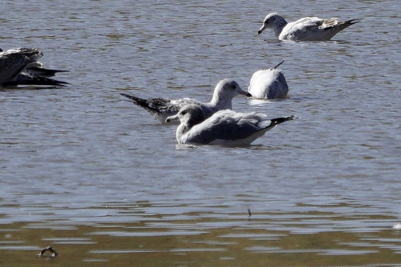 Gaviota Californiana - ML610601818