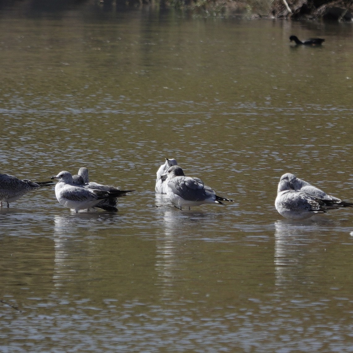 Gaviota Californiana - ML610601819