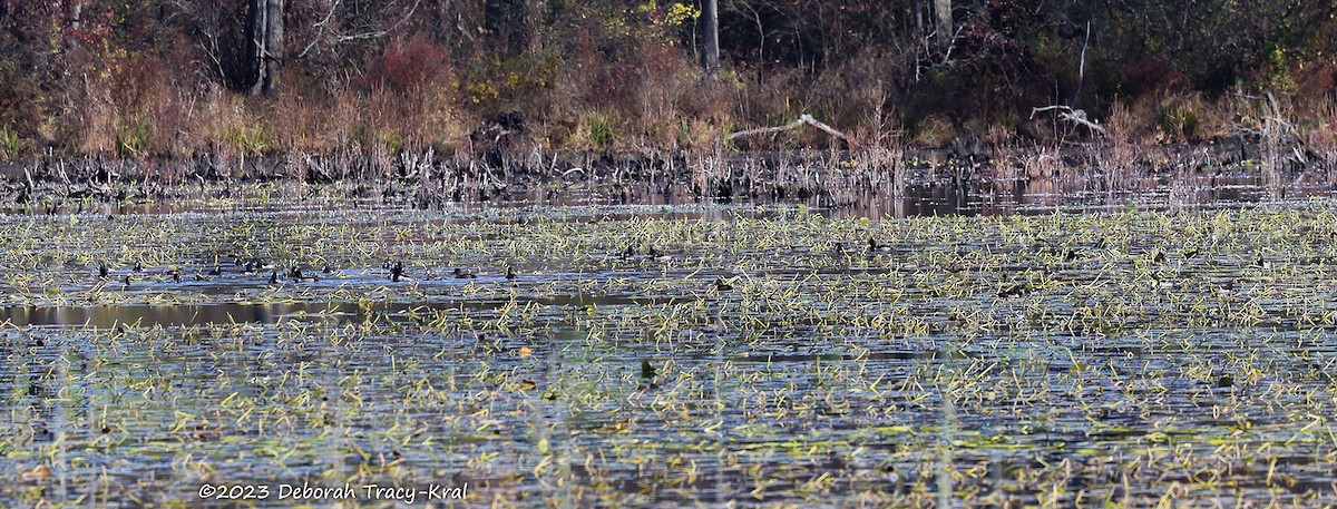 Ring-necked Duck - ML610601937