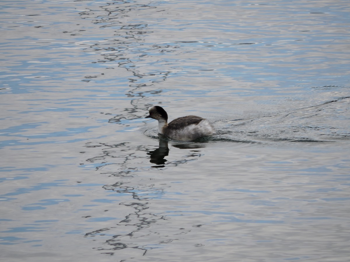 Silvery Grebe - Franco Maroni Georgieff