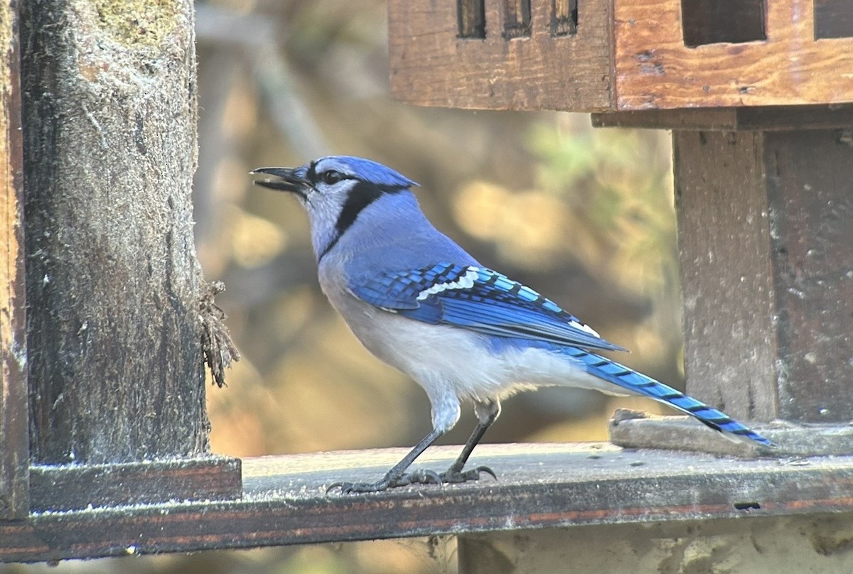 Blue Jay - ML610602183