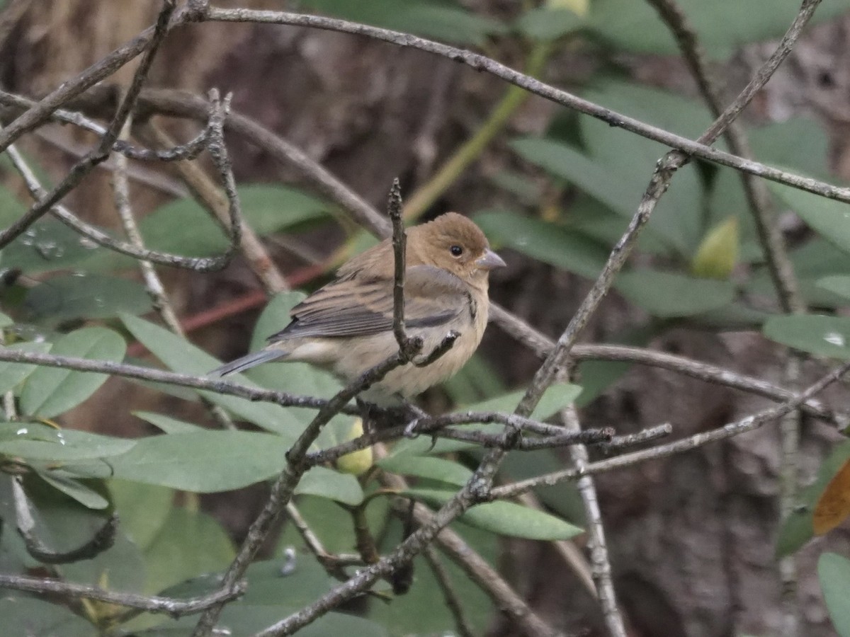 Indigo Bunting - ML610602281