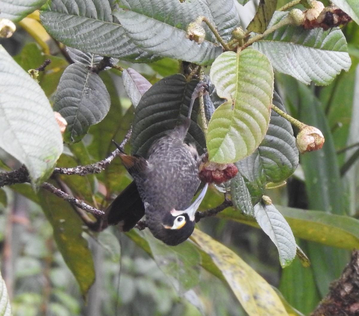 Yellow-browed Melidectes - ML610602464