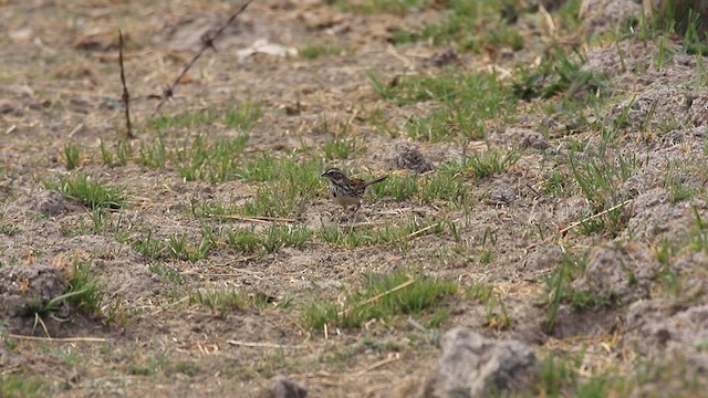 Sierra Madre Sparrow - ML610602525