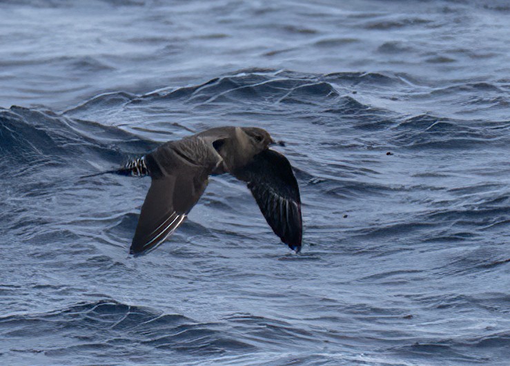 Long-tailed Jaeger - ML610602559