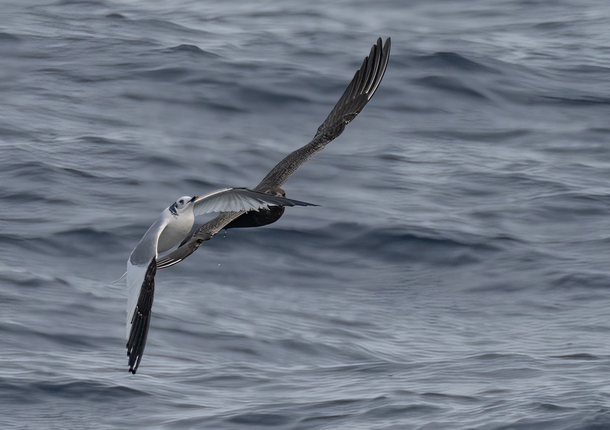 Long-tailed Jaeger - ML610602572