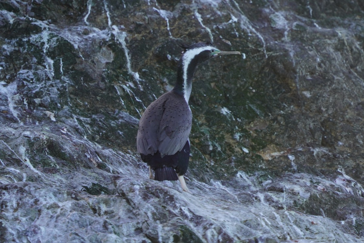 Spotted Shag - ML610602751