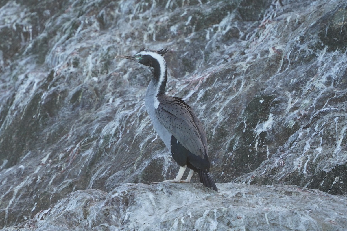 Spotted Shag - ML610602752